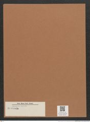 Navicula sp. (de-Toni-Nr.: Genus 1) Zeichnungen Sammlung Grunow Mappe 00794 (Herbarium_W_Grunow_drawings_Folder_00794)